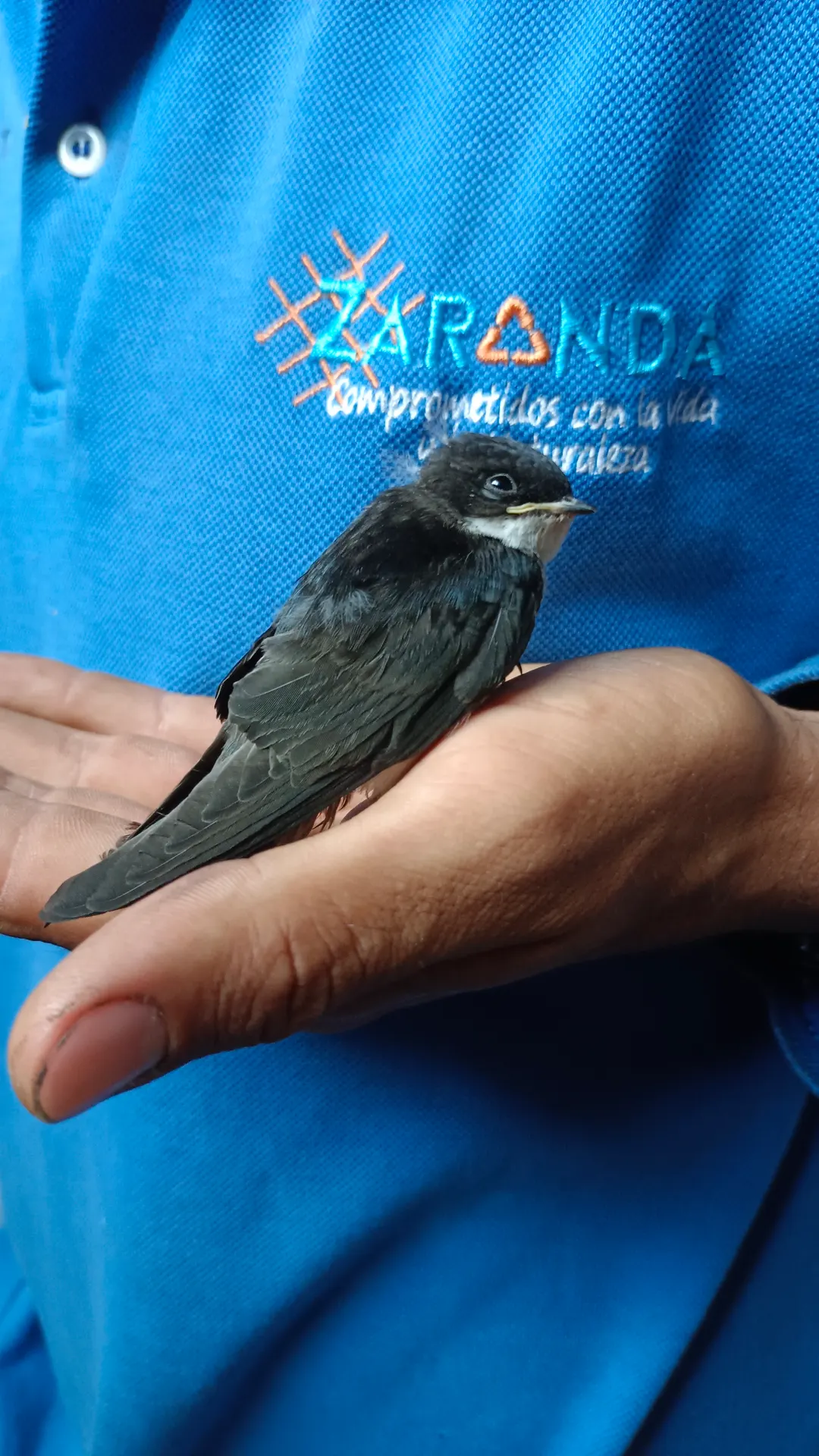 Ave rescatada en las manos de un integrante de Zaranda, con el uniforme de la fundación
